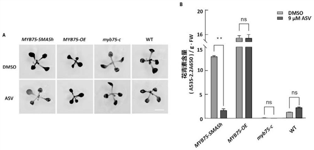 Establishment of method for directly reducing protein levels in plants