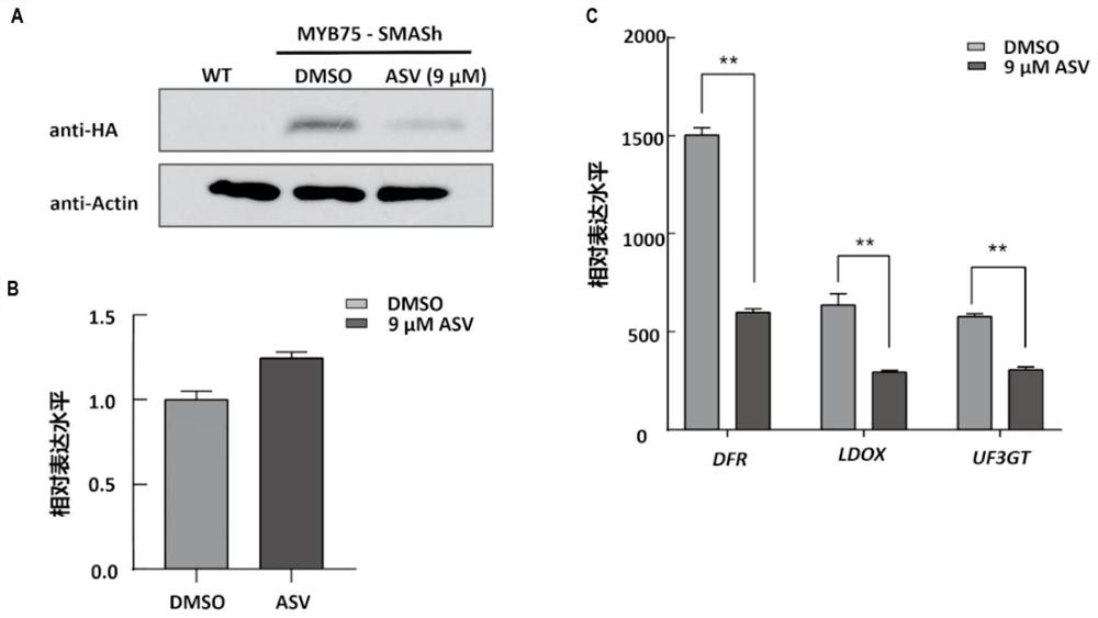 Establishment of method for directly reducing protein levels in plants