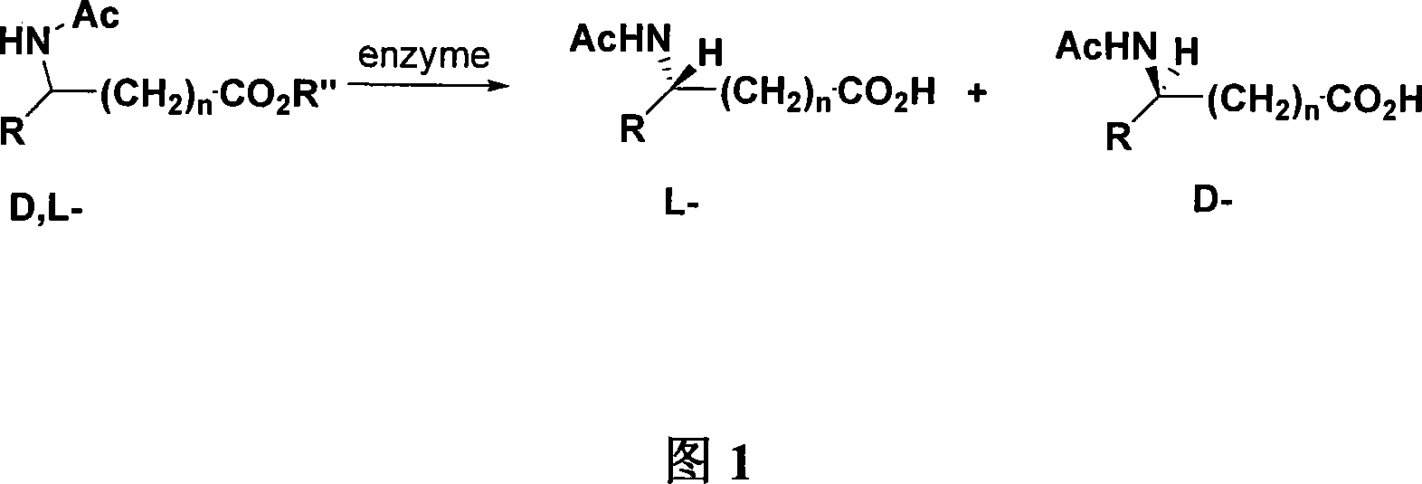Biological resolution method for amino acid