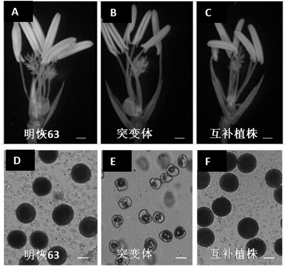 Oryza sativa pollen germination aperture development and pollen fertility gene OsAOM, mutant gene, and recombinant expression vector and application thereof