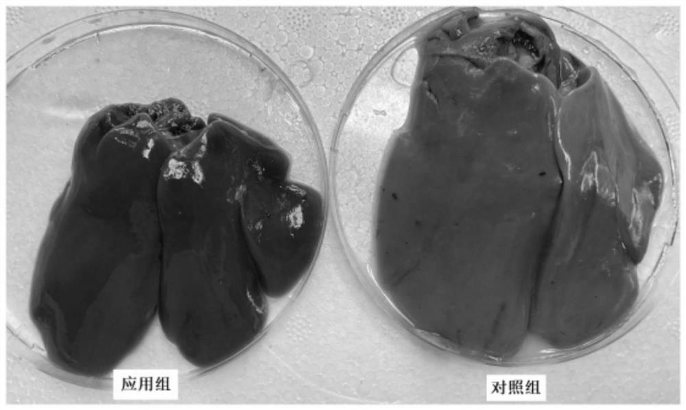 Magnolol and honokiol and method for preventing and treating fatty liver syndrome of laying hens by using magnolol and honokiol