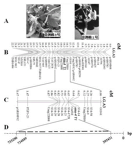 SM gene for regulating and controlling cotton trichome, and application thereof