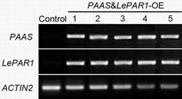 Molecular design and application of a readily degradable plant cell wall