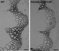 Molecular design and application of a readily degradable plant cell wall