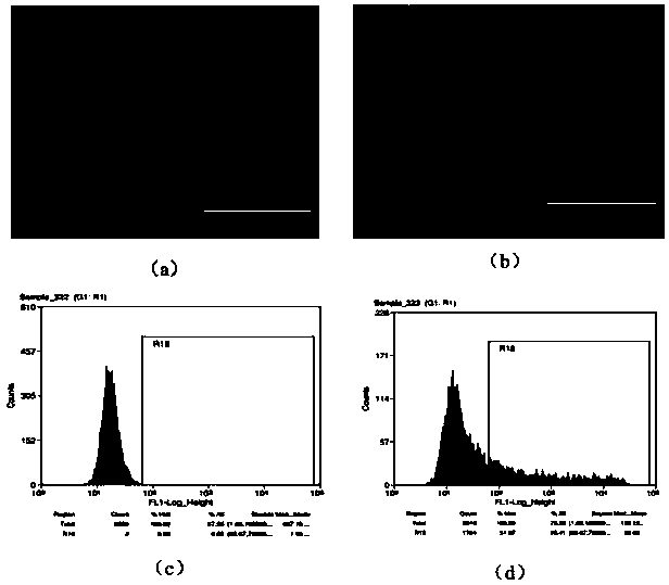 Tpl2-deficient MDCK cell strain as well as construction method and application thereof