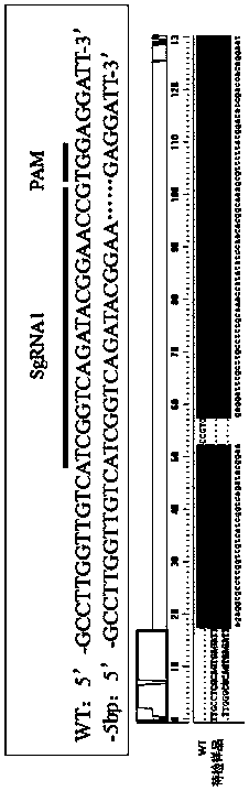 Tpl2-deficient MDCK cell strain as well as construction method and application thereof