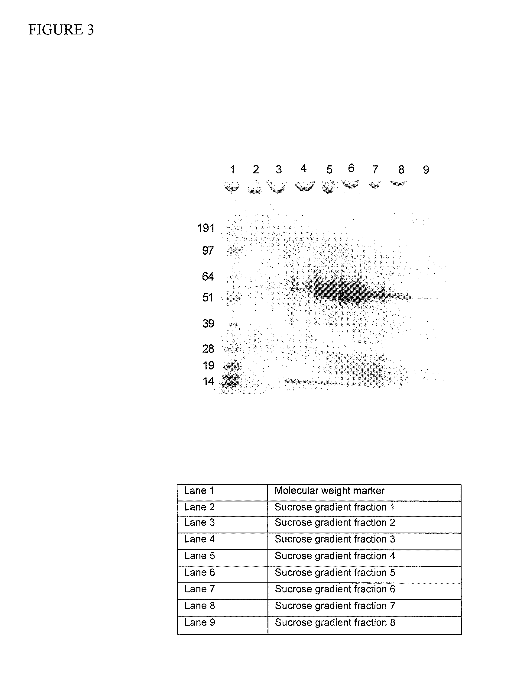 Virus-like particles comprising composite capsid amino acid sequences for enhanced cross reactivity
