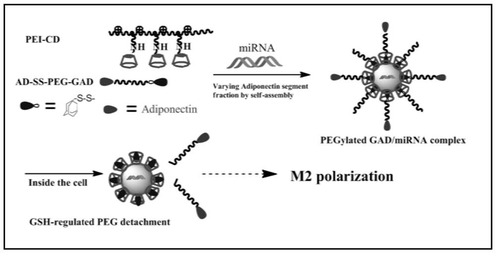 Supermolecule precursor, supermolecule assembly and method for regulating and controlling macrophage polarization