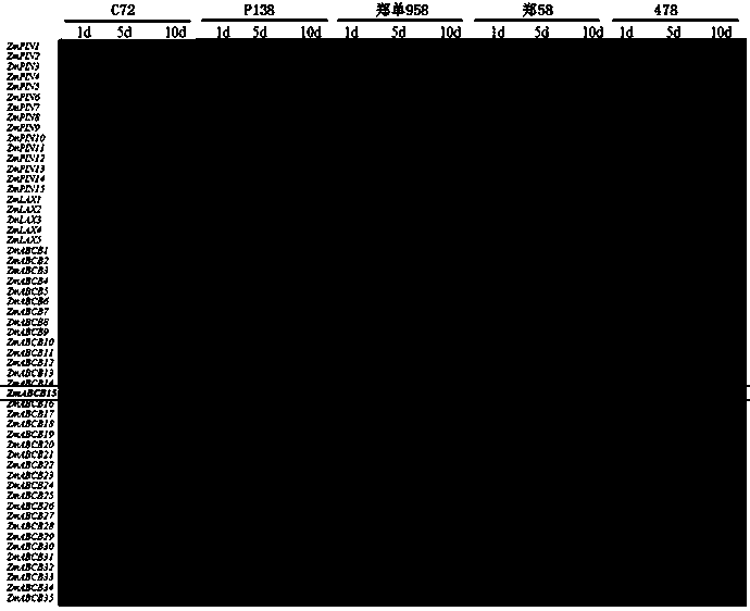 Maize auxin transport gene ZmABCB15 as well as application thereof in resisting rough dwarf virus