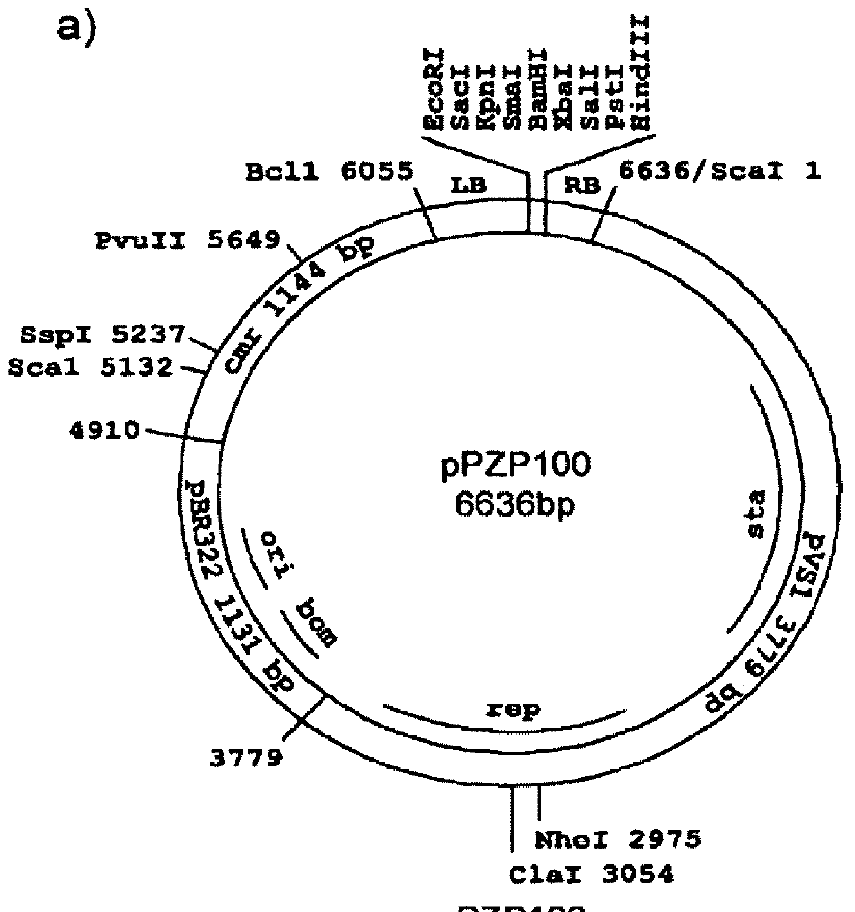 Compositions and methods for improved protein production