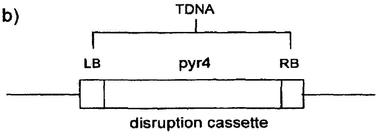 Compositions and methods for improved protein production