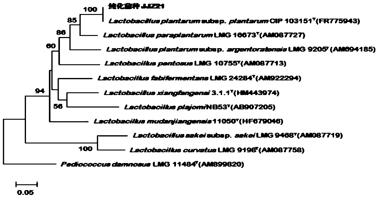 A kind of lactobacillus plantarum strain and application thereof