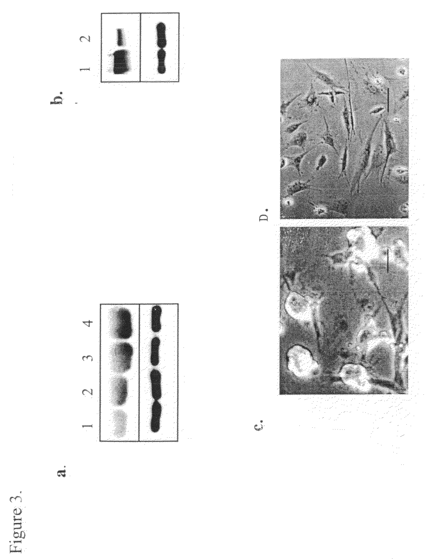 Methods of producing pluripotent stem-like cells