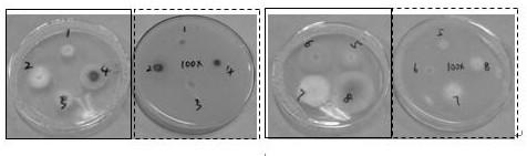 Paenibacillus polymyxa strain and application thereof
