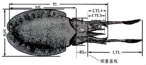 The Method of Distinguishing the Male and Female of Squid Mansoni