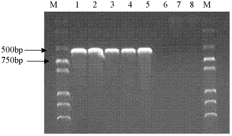 PCR(Polymerase Chain Reaction) primers and method for identifying mycobacterium bovis