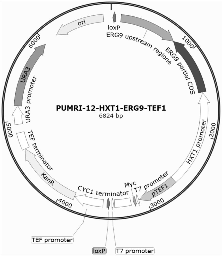 Strain combination for producing sclareol, application and method for producing sclareol