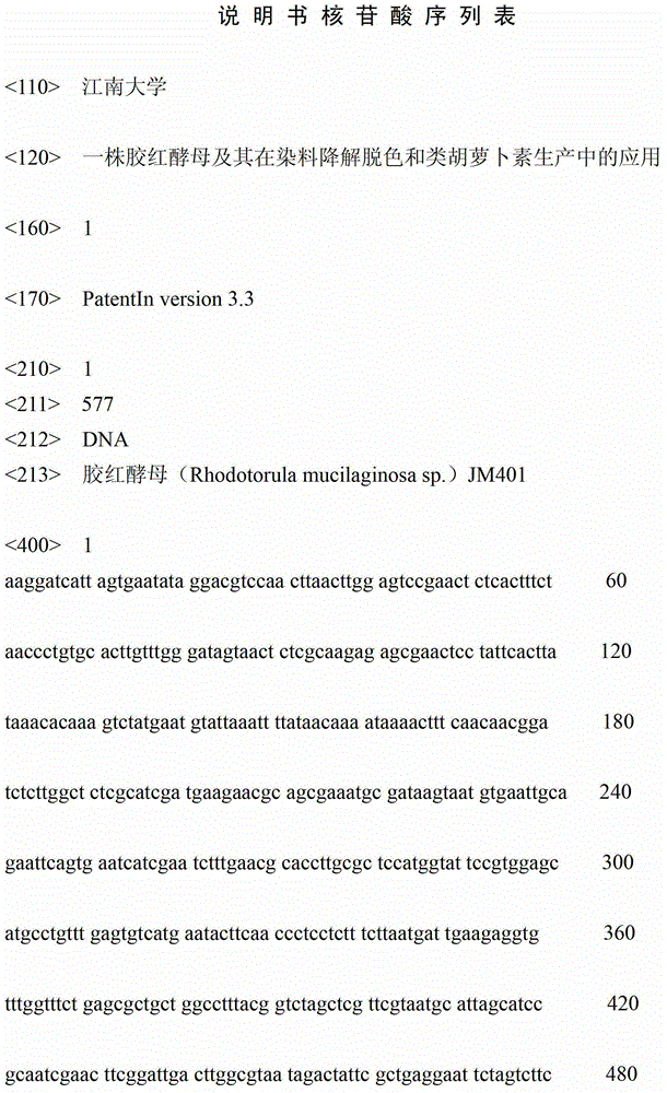 Rhodotorula mucilaginosa and application thereof in degradation and decoloring of dyes and production of carotenoid