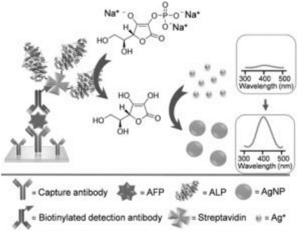 Noble metal nanoparticle based visual detection method and application