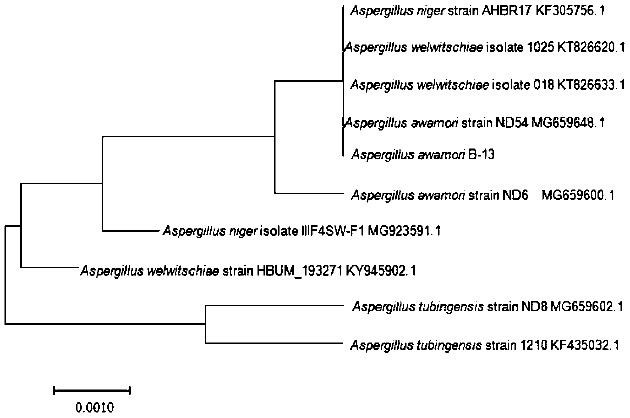 Aspergillus awamori, microbial inoculum and application thereof