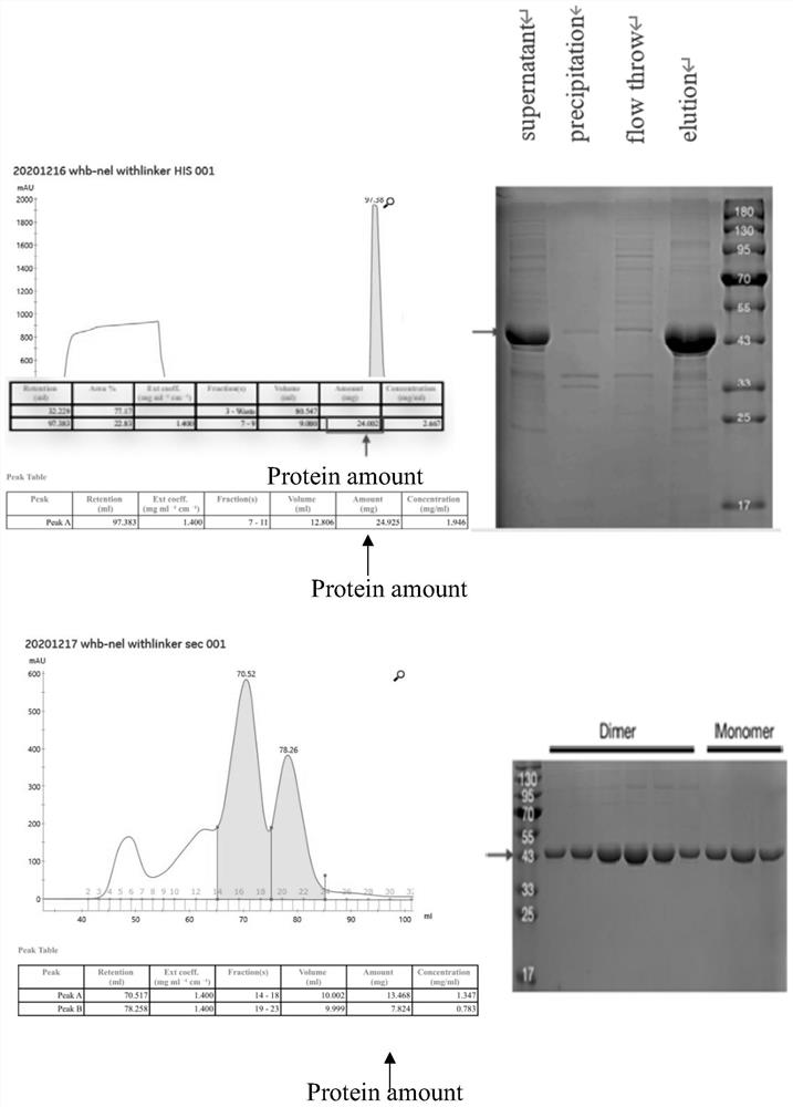 Bio-PROTAC artificial protein targeting UBE2C