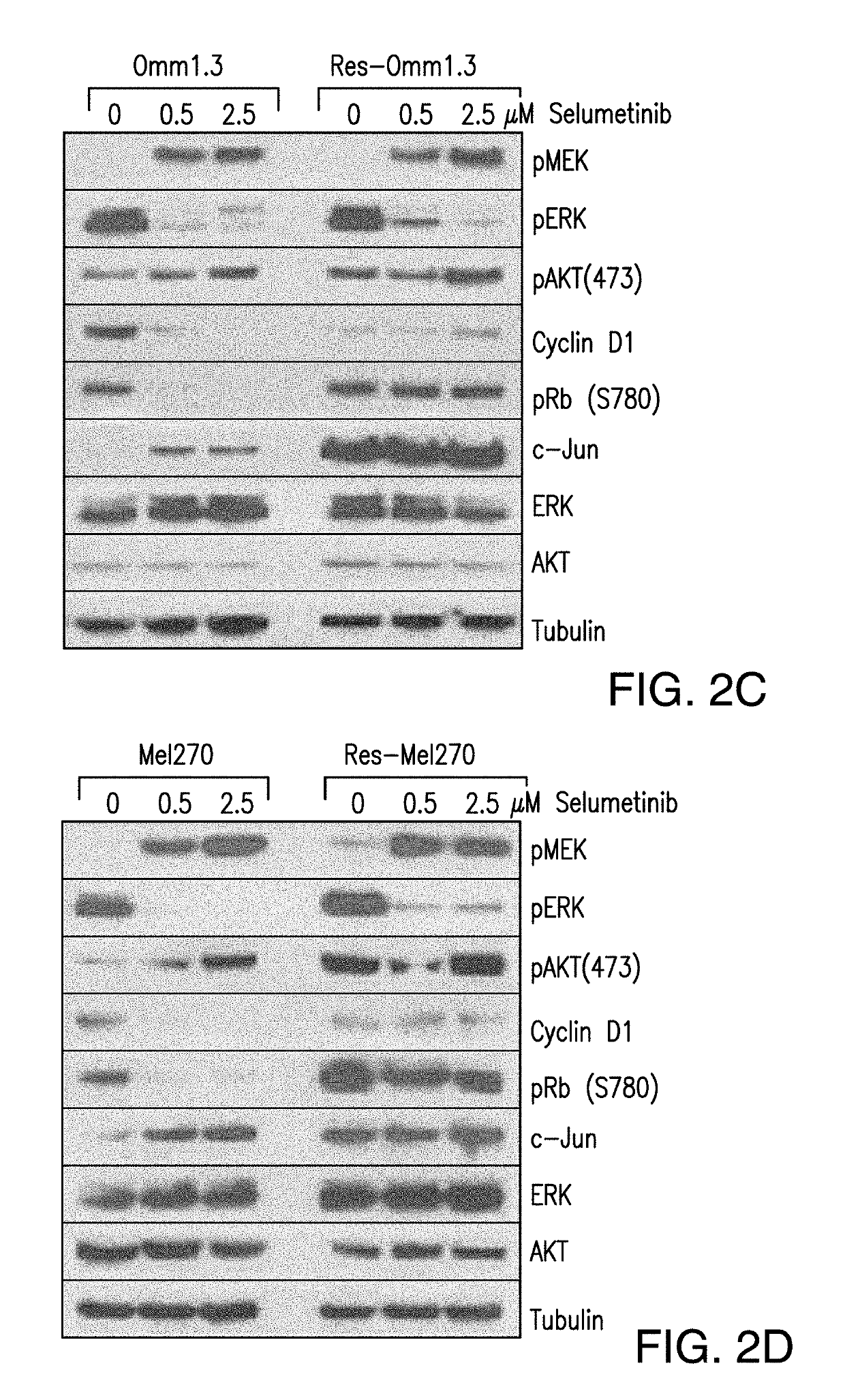 DDX43 as a biomarker of resistance to MEK1/2 inhibitors