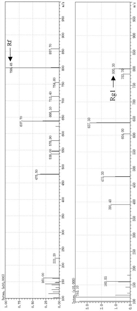 Serratia marcescens HGS-487 strain for converting ginsenoside Rf into ginsenoside Rg1 and application