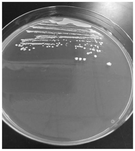 Lactobacillus rhamnosus CCFM1060, fermented food and preparation method of bacterial agent