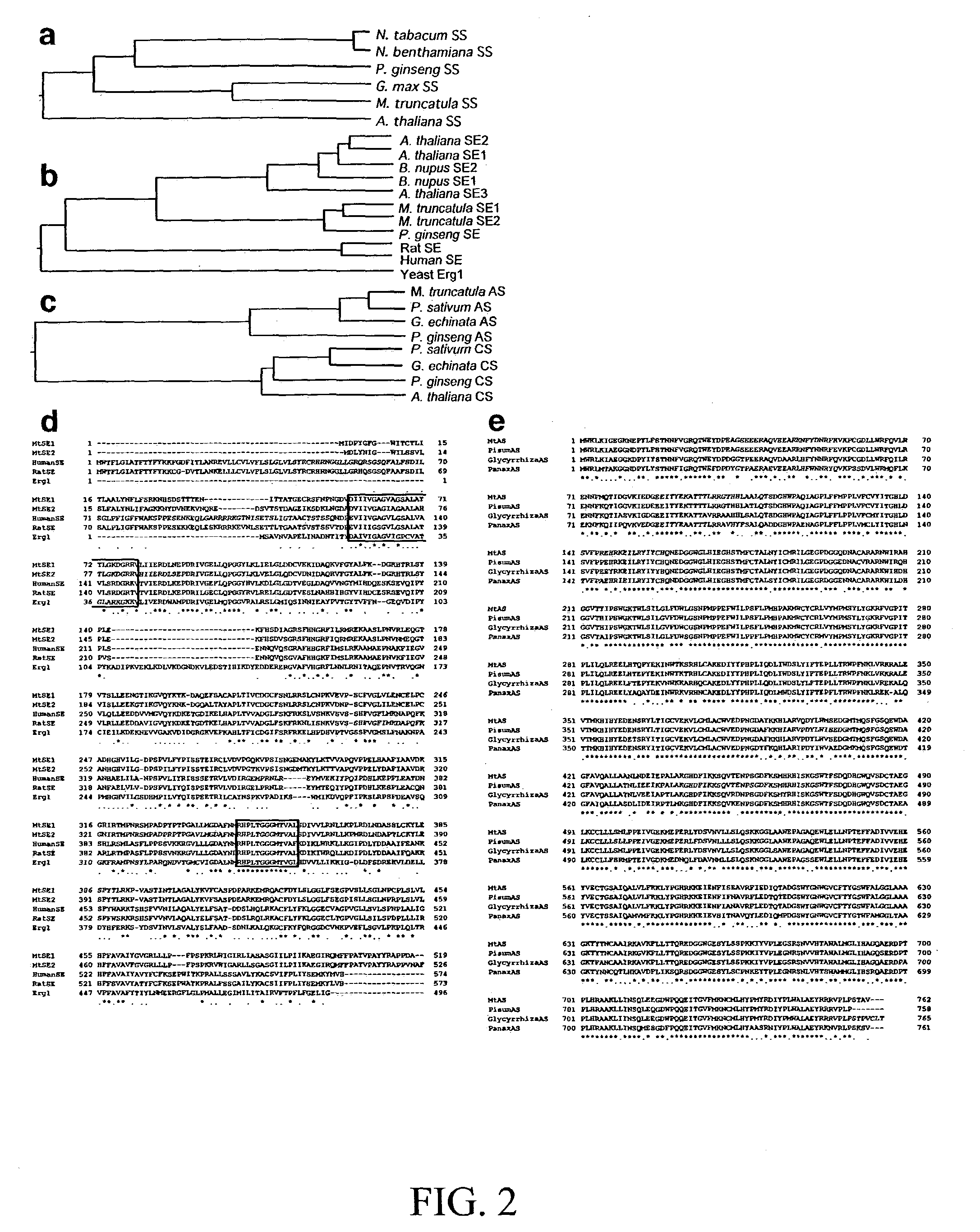 Methods of identifying genes for the manipulation of triterpene saponins