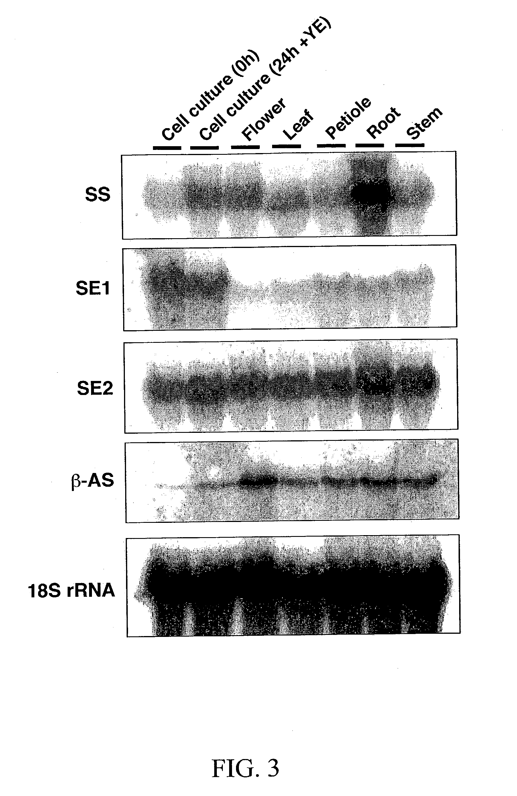Methods of identifying genes for the manipulation of triterpene saponins