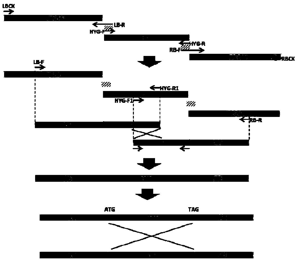 Fusarium oxysporum No. 4 physiological race DCL gene deletion mutant and small RNA thereof