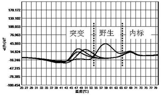 Kit for detection of polymorphisms of Helicobacter pylori drug resistance gene by multiplex fluorescent PCR melting curve method