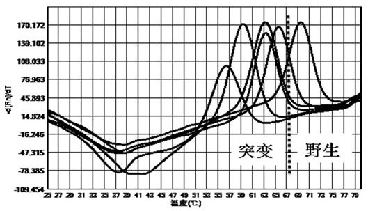 Kit for detection of polymorphisms of Helicobacter pylori drug resistance gene by multiplex fluorescent PCR melting curve method