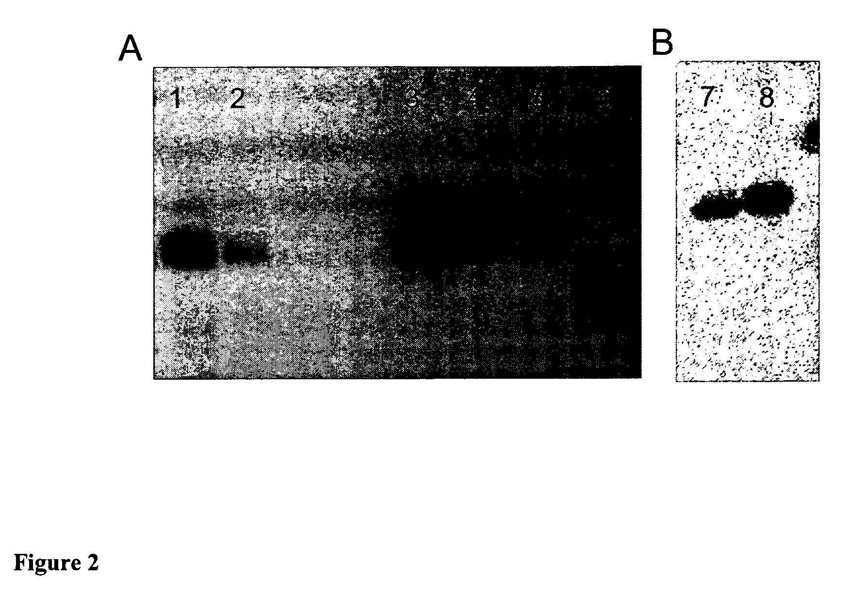 Anti-mesothelin antibodies and uses thereof