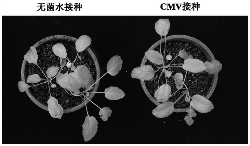 Salvia miltiorrhiza cucumber mosaic virus seedling stage injection inoculation method