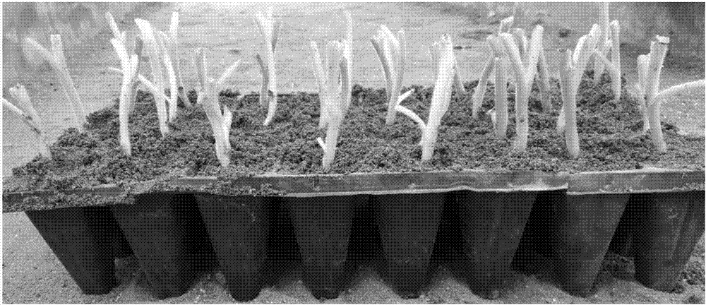 Method for utilizing regenerated floating tobacco seedlings to propagate myzus persicae and aphidius gifuensis ashmead