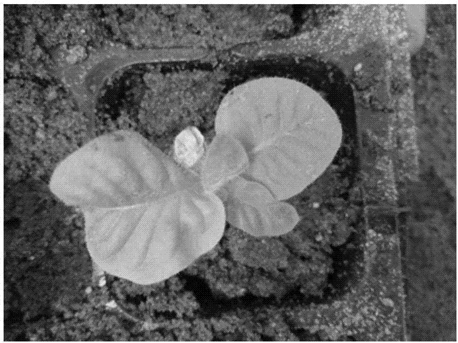 Method for utilizing regenerated floating tobacco seedlings to propagate myzus persicae and aphidius gifuensis ashmead