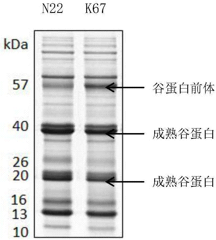 Plant glutelin transportation and storage related protein OsNHX5 as well as encoding gene and application of protein