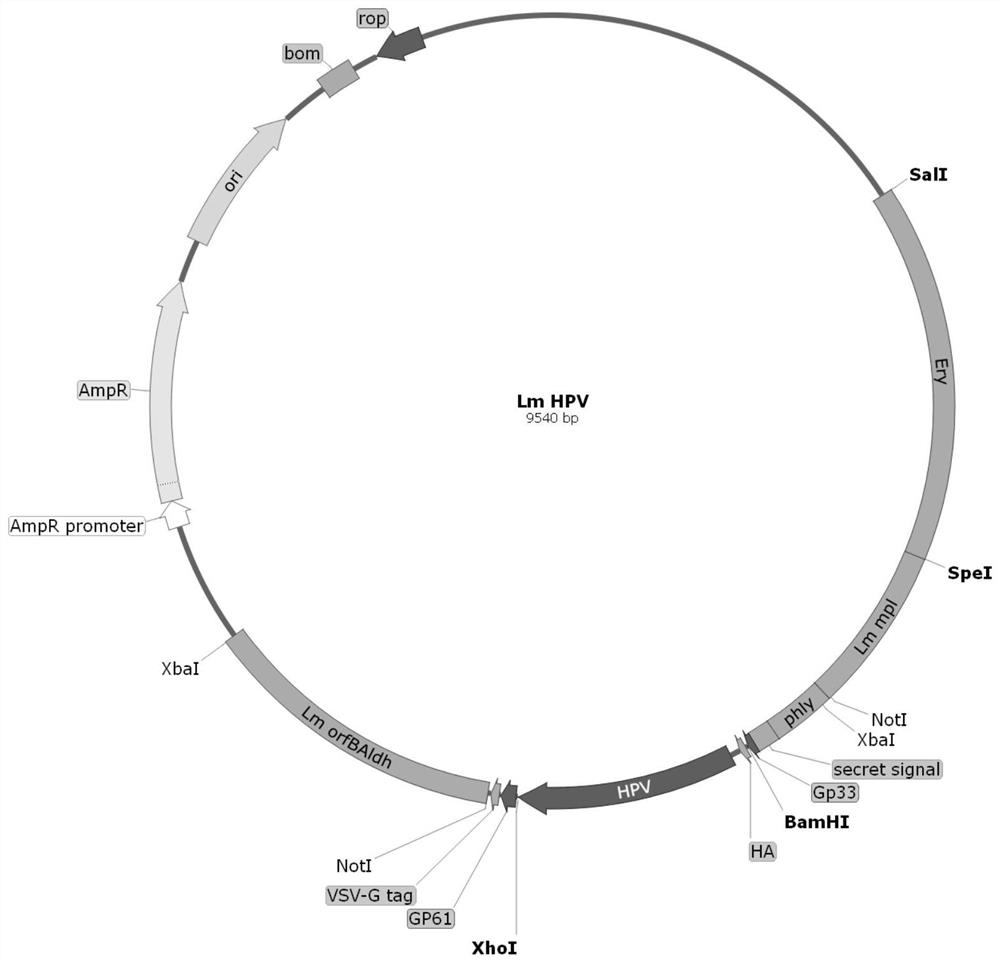 Cervical cancer therapeutic vaccine based on recombinant attenuated Listeria monocytogenes