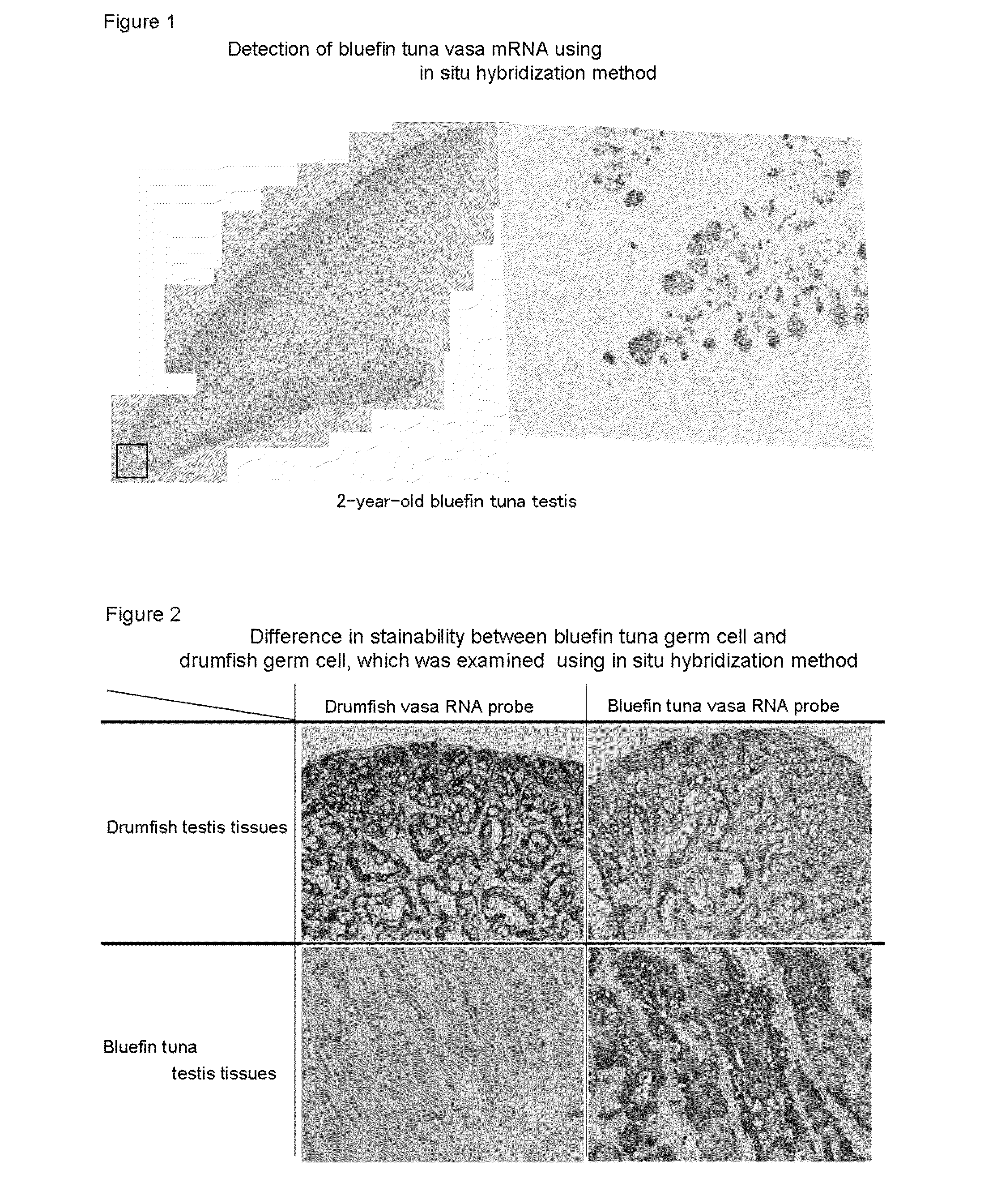 Germ Cell Marker Using Fish Vasa Gene