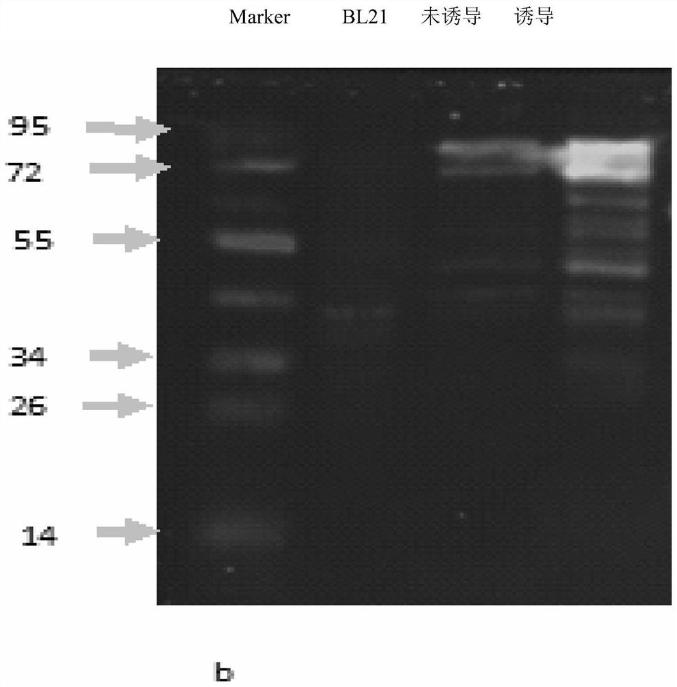 Efficient hydrogen production functional gene carrier pet32a-fdhf and its construction and application