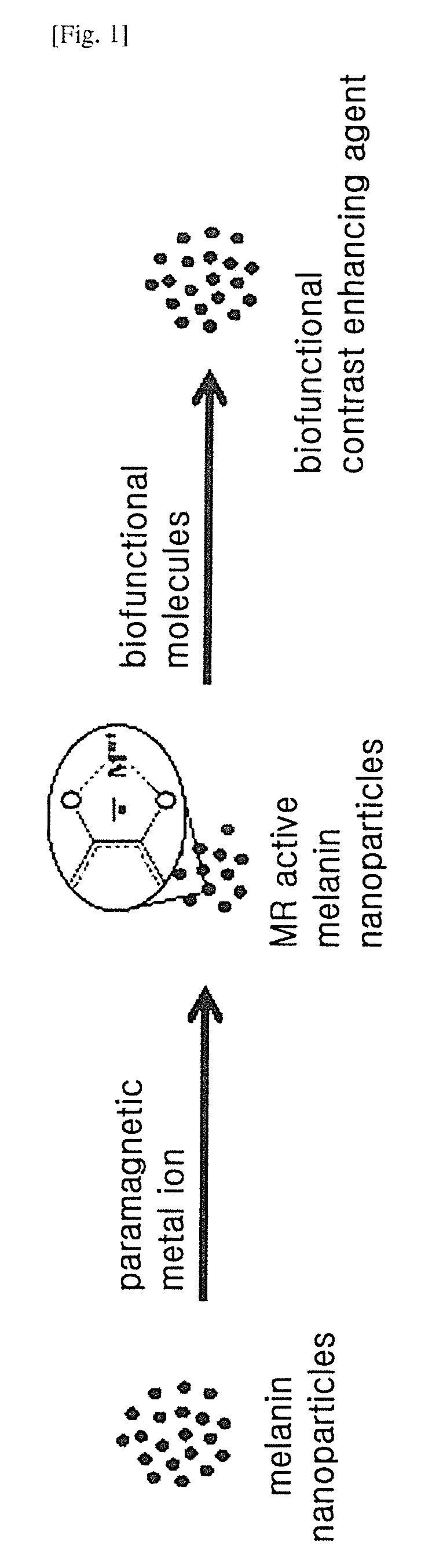 Contrast agent for nuclear magnetic resonance imaging comprising melanin nanoparticles stably dispersed in water