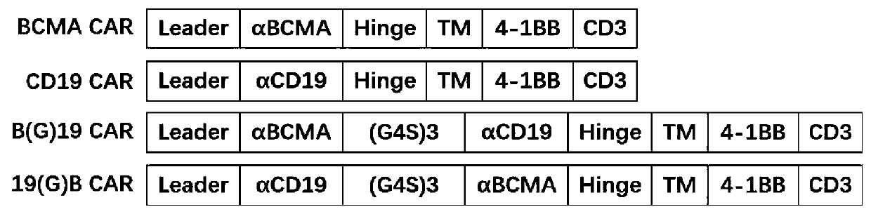 A bispecific chimeric antigen receptor targeting bcma and cd19 and its application