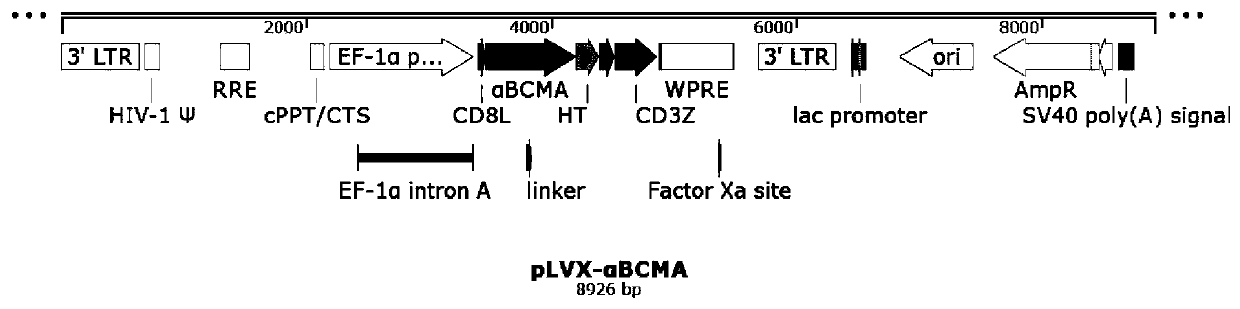 A bispecific chimeric antigen receptor targeting bcma and cd19 and its application
