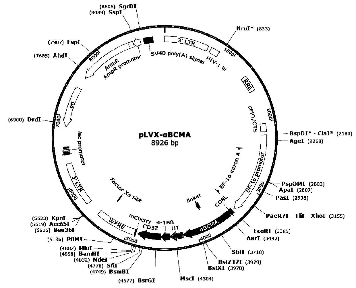 A bispecific chimeric antigen receptor targeting bcma and cd19 and its application