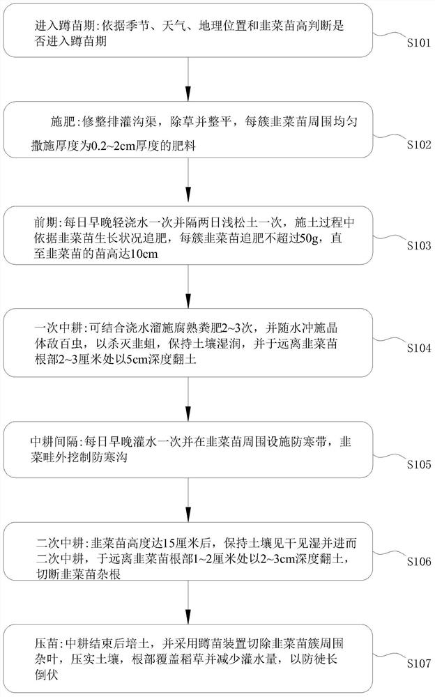 Seedling hardening method for open field culture of Chinese chives