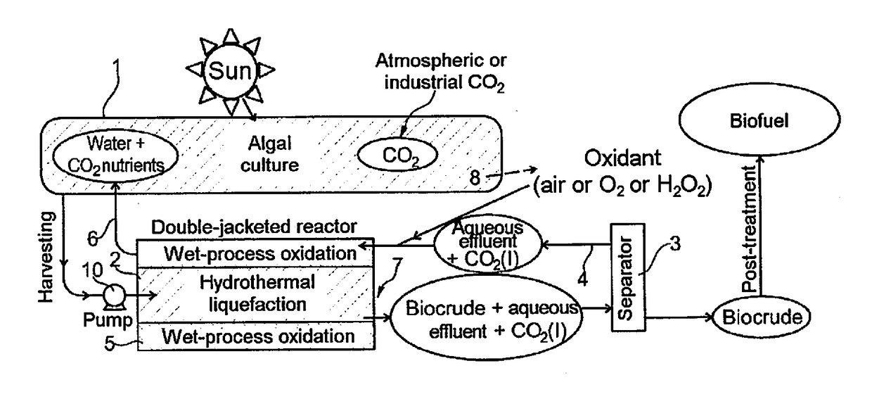 Method for converting algal biomass into a gas or into biocrude by hydrothermal gasification or hydrothermal liquefaction, respectively