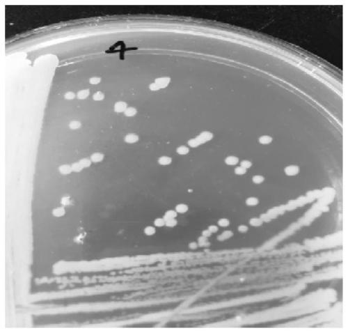 A kind of Paenibacillus qbjp-f4 and its application