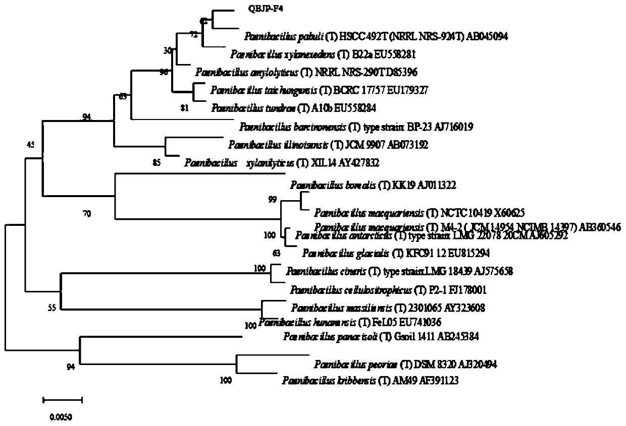 A kind of Paenibacillus qbjp-f4 and its application