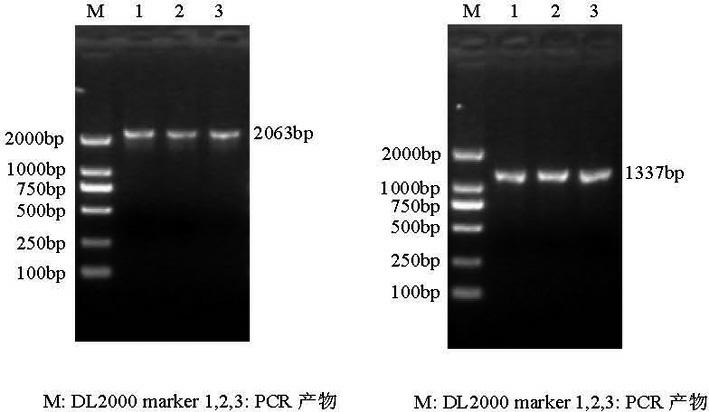 ACL (ATP (Adenosine Triphosphate) citrate lyase) gene relative to intramuscular fat deposition